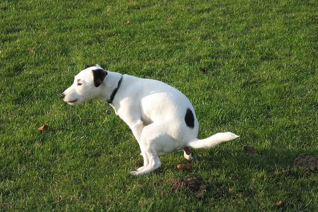 Dog fouling 'everywhere in Portlaoise'