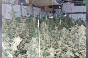 A section of the cannabis farm in Leyland Road, Penwortham