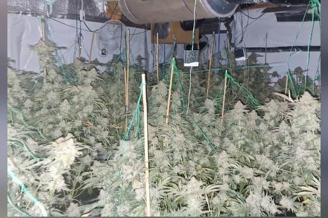 A section of the cannabis farm in Leyland Road, Penwortham