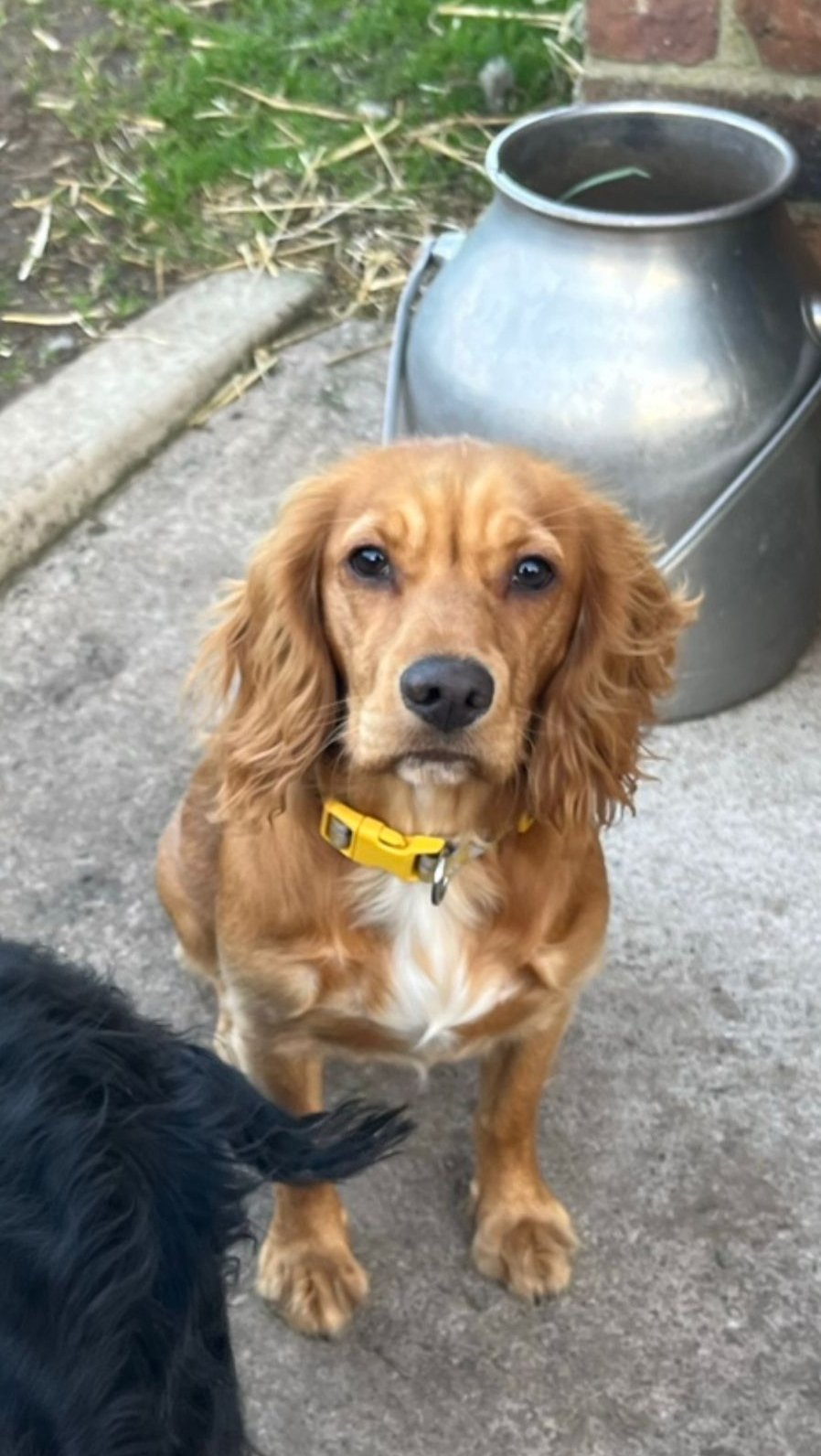 RIP Mabel - heartbroken family of missing Cocker Spaniel reveal tragic news three months on