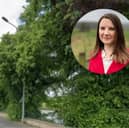 MP Maya Ellis will chair a public meeting over the fate of 18 lime trees in Walton-le-Dale