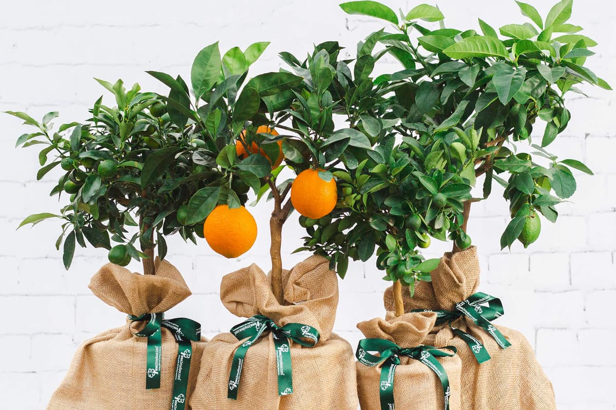 Lep Tree Tree2mydoor review: the unusual gift idea that keeps growing