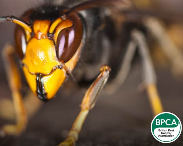 Sightings of Yellow-legged (Asian) hornets in the UK have prompted a call for householders in Lancashire to check for ‘things that go buzz’