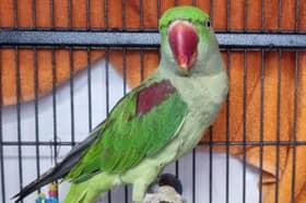 Six-month-old blueberry-loving Betty arrived into RSPCA care after being abandoned by her owner.   