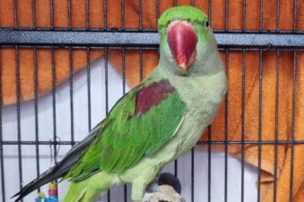 Six-month-old Betty, arrived into RSPCA care after being abandoned by her owner.