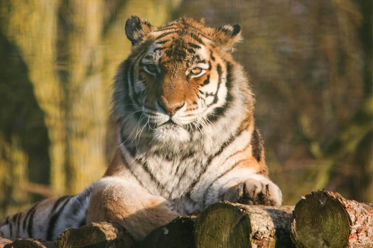 'Endangered tiger celebrates landmark birthday at Blackpool Zoo