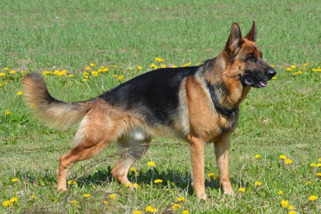 .Dogs must be kept on a lead in various parts of Preston - but should those areas be extended, reduced or remain the same?