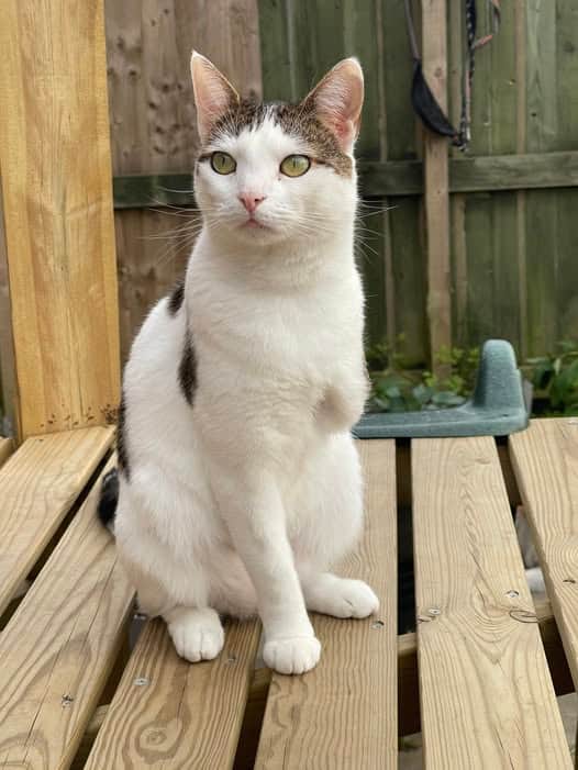 The distressed cat was caught in an illegal trap and had to have its leg amputated. Hewitson, 58, of Bannister Drive, Leyland, appeared before Preston Magistrates’ Court today where he pleaded guilty to the offence. 