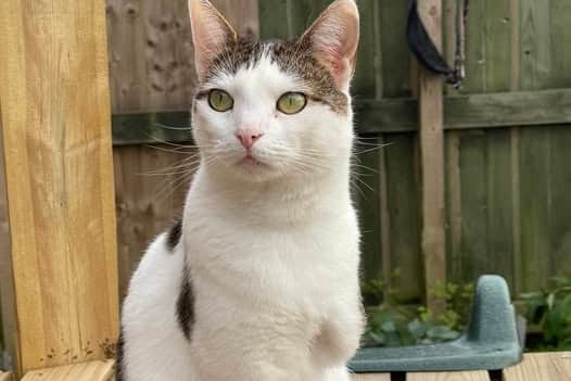 The distressed cat was caught in an illegal trap and had to have its leg amputated. Hewitson, 58, of Bannister Drive, Leyland, appeared before Preston Magistrates’ Court today where he pleaded guilty to the offence.
