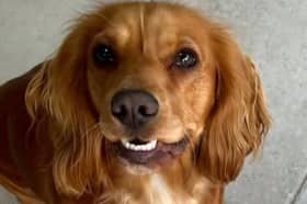 Thousands of tributes haved poured in for Cocker Spaniel Mabel from heartbroken readers  after learning of her passing