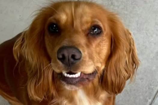 Thousands of tributes haved poured in for Cocker Spaniel Mabel from heartbroken readers after learning of her passing