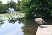 Lancashire is loved for many reasons - one of which is its many gorgeous parks including Astley Park in Chorley.