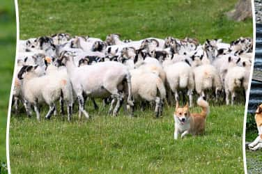 The seven-year-old Pembroke Welsh Corgi - has been helping move the 1,200 sheep at her farm in South Lakes, Cumbria., for the past five years.