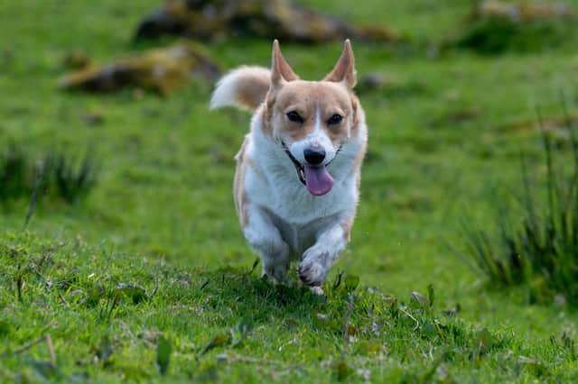 Meet Britain's most unlikely sheepdog - a 25 cm tall Corgi called Daphne.