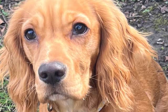 The heartbroken family of a Cocker Spaniel that has been missing nearly three months have announced the sad outcome that she has been found deceased.