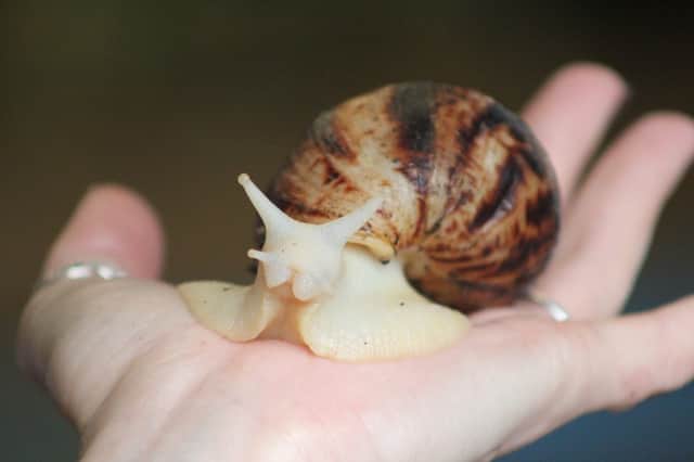 A mini, mobile zoo comes to The Harris at the end of July