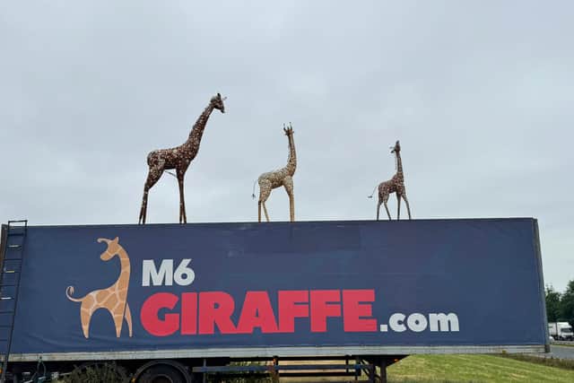 The new Gerry the Giraffe: this week he returns with his calf and another family member too.