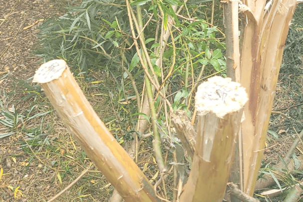 Several of Ashton Park's trees have been butchered