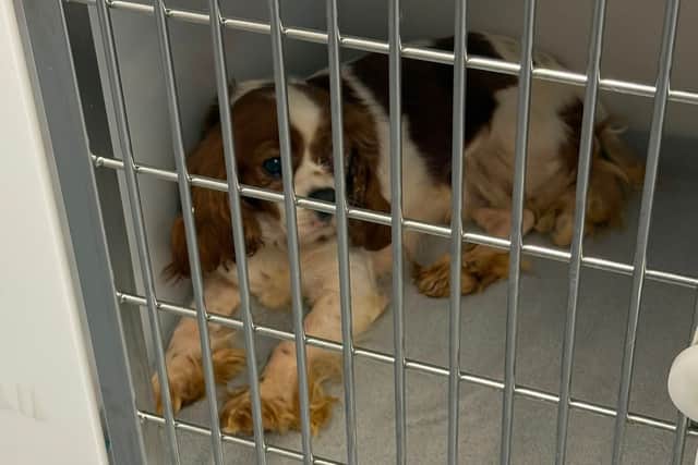 The RSPCA passed the Cavalier King Charles Spaniel into the care of Preston Vets in Langcliffe Road after she was found in an extremely poor condition. Efforts are trace her owner have been unsuccessful
