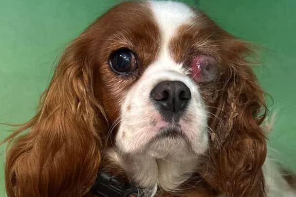 Preston Vets said she arrived in ‘very poor condition’, suffering from a number of ‘significant health issues’, and is due to undergo surgery to remove her damaged left eye