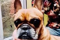 Rue is a tan French Bulldog.