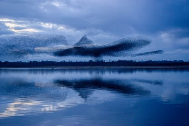 A starling murmuration seen above Lough Ennell, Ireland.