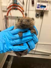 A kind-hearted samaritan rescued a frightened hedgehog now known as Henrietta that was found lost in a car park last Saturday 