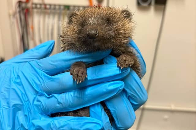 A kind-hearted samaritan rescued a frightened hedgehog now known as Henrietta that was found lost in a car park last Saturday