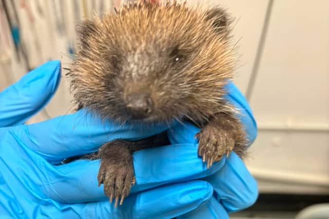 The friendly hedgehog has since been released back into the wild