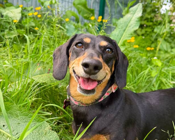 Smiling Dachshund Avril who lost her elderly partner and is currently at the RSPCA Preston needs a home 