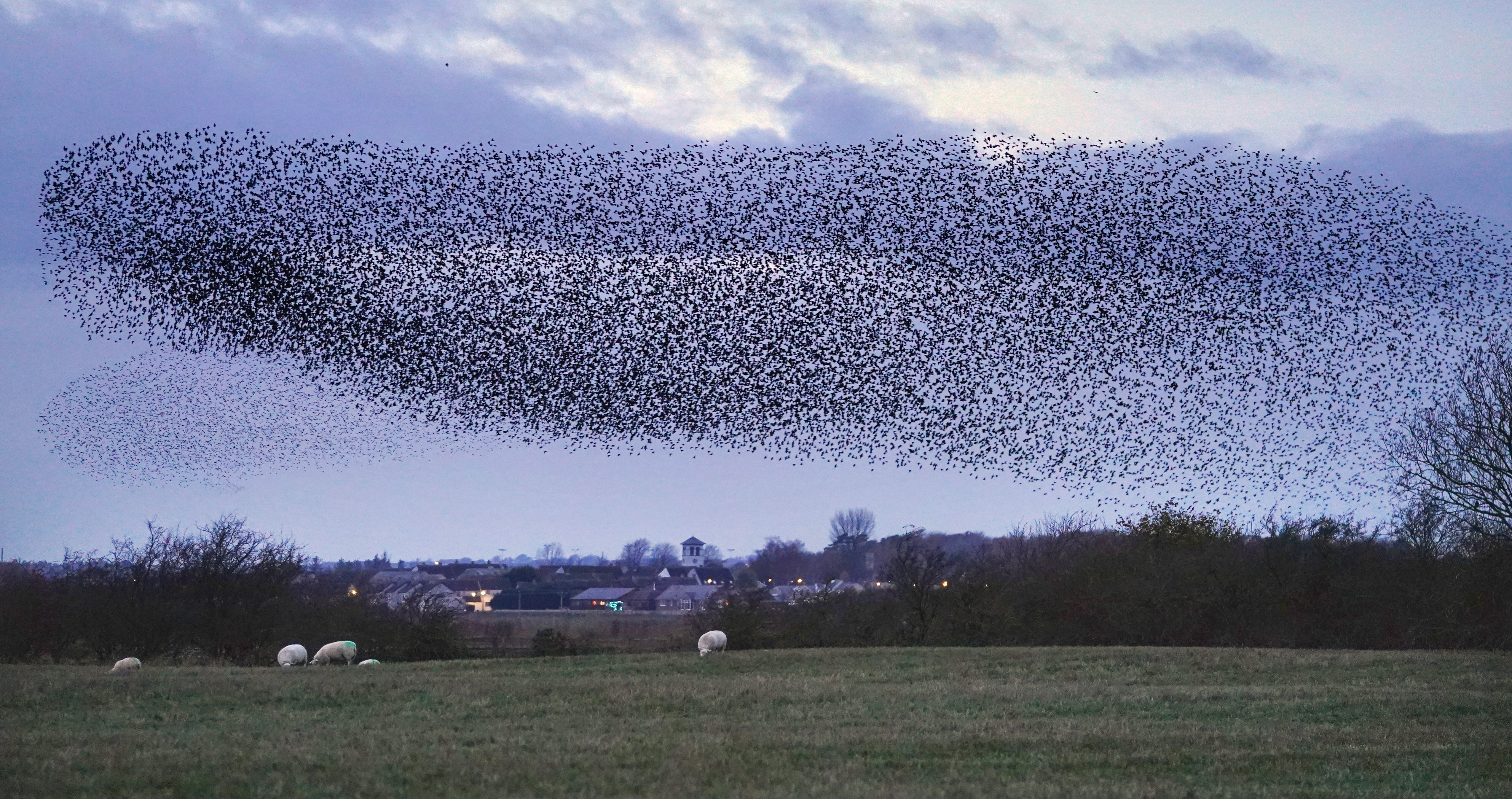 Rare chance to spot starling birds 'dance' above Martin Mere this weekend