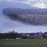 Rare chance to spot starling birds 'dance' above Martin Mere this weekend