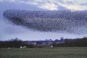 A flock of starlings in a murmuration