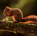 Red squirrel  (Danny Lawson/PA)