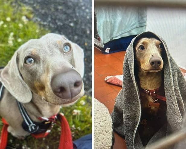 Hands up if you want to adopt Enzo the towel wearing Dachshund who is currently at the RSPCA in Lancashire waiting on his forever human 