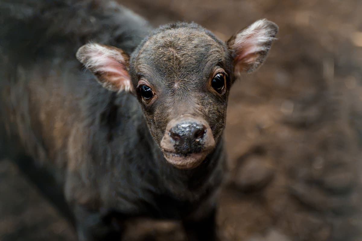 Rare dwarf buffalo calf born at Chester Zoo stands just 50cm tall
