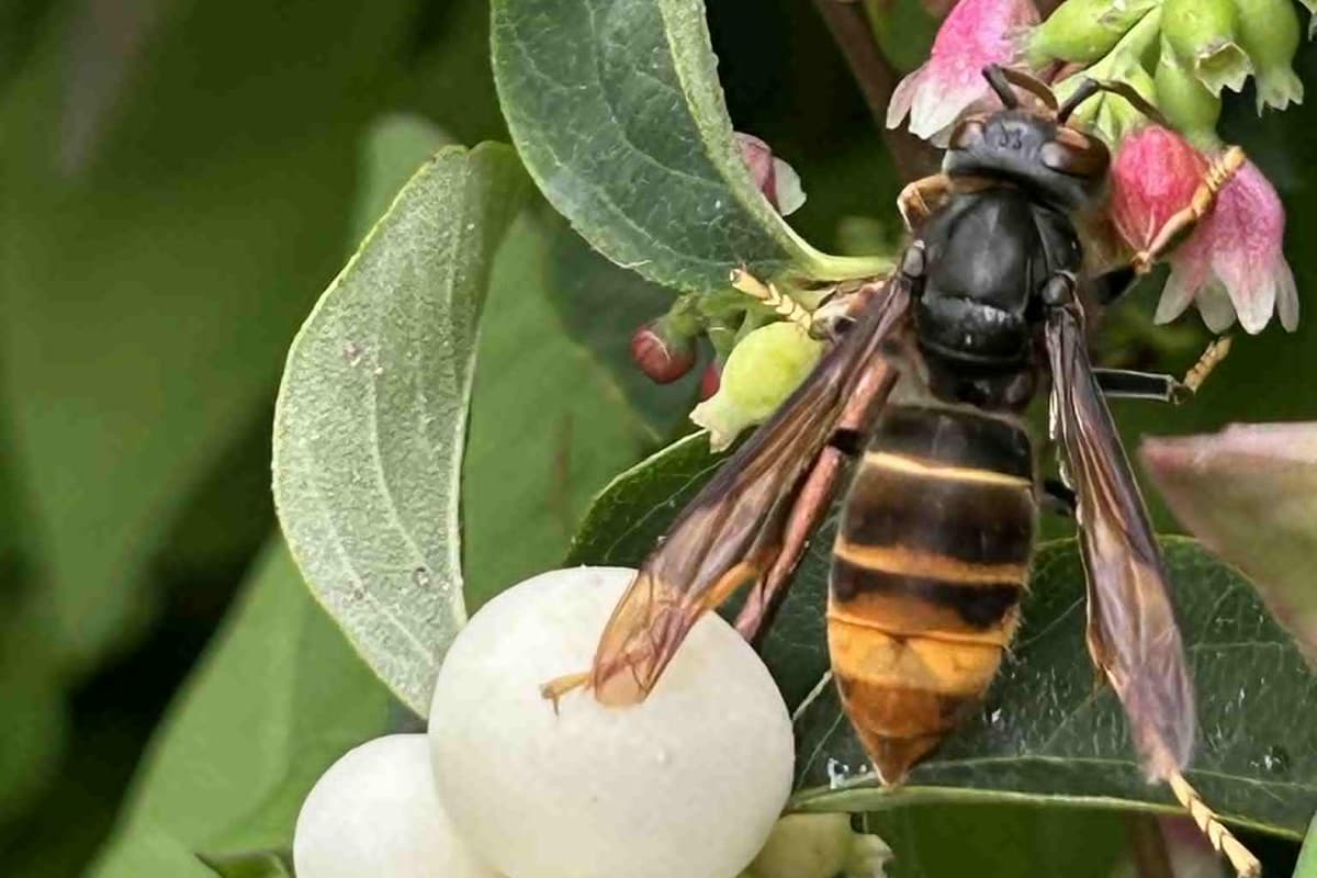 Hornet nest discovery puts Lancashire beekeepers on red alert