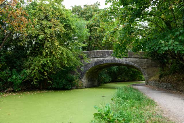 Blue-green algae has formed on top of the Lancaster Canal in Preston turning it green. Photo: Kelvin Lister-Stuttard