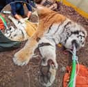 Alyona the tiger's poorly paw treated by specialist vets from Preston
