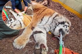 Alyona the tiger's poorly paw treated by specialist vets from Preston