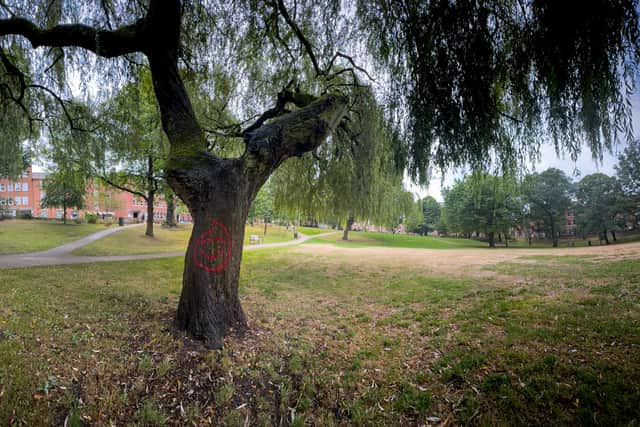 The vandalised tree in Winckley Square, Preston