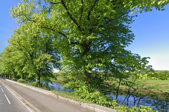 The Royal Lime trees along Victoria Road