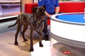 Preston RSPCA dog Zola has made her TV debut on BBC One this morning 