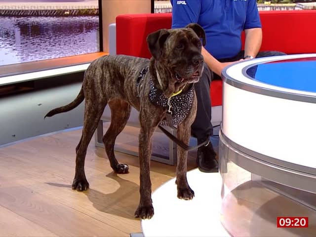 Preston RSPCA dog Zola has made her TV debut on BBC One this morning 