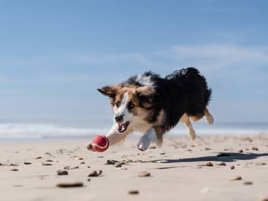 Dog owners heading to the coast this August bank holiday weekend are being warned to watch what their pets pick up from the ground after a dog became seriously ill following a UK beach walk.