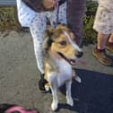 Beloved pooch Harley has been reunited with his grateful family in Preston after going missing last week