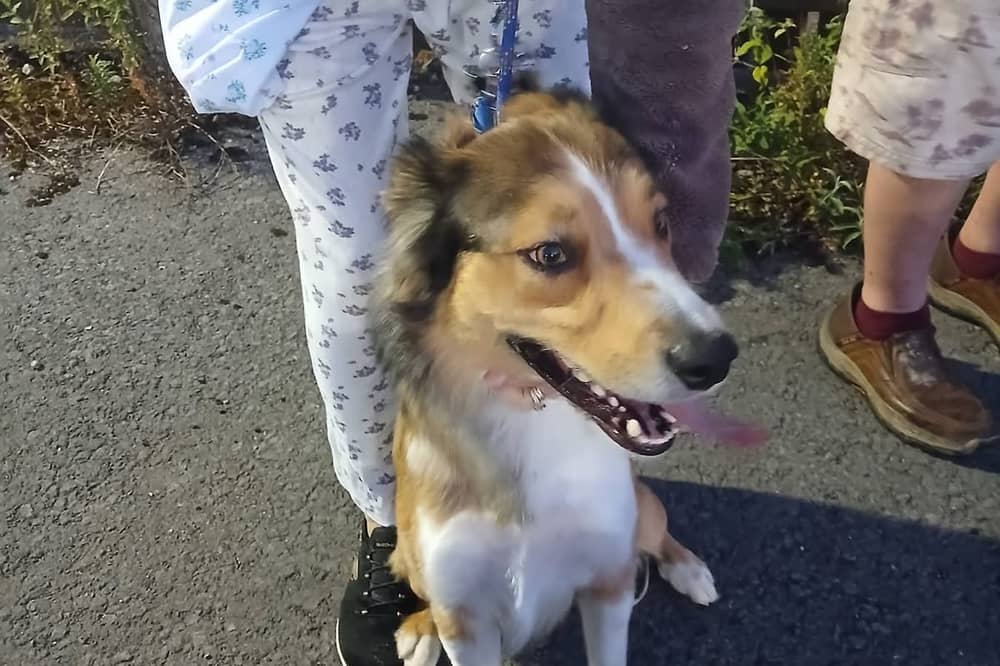 Beloved pooch Harley has been reunited with his grateful family in Preston after going missing last week