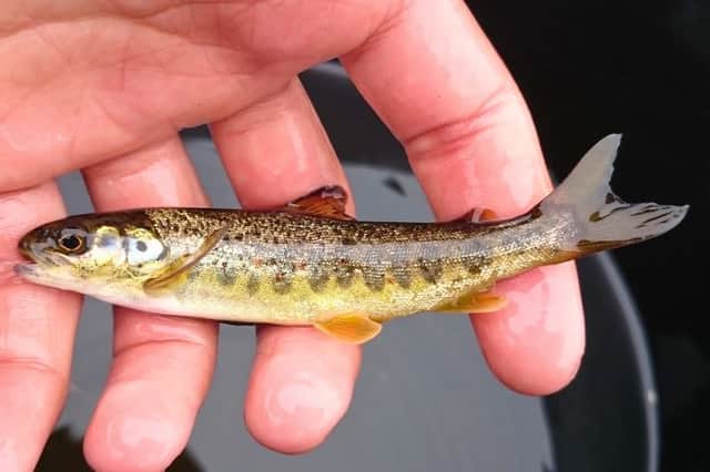 Better conditions in the Ribble have helped lead to a comeback from Atlantic salmon in the river.