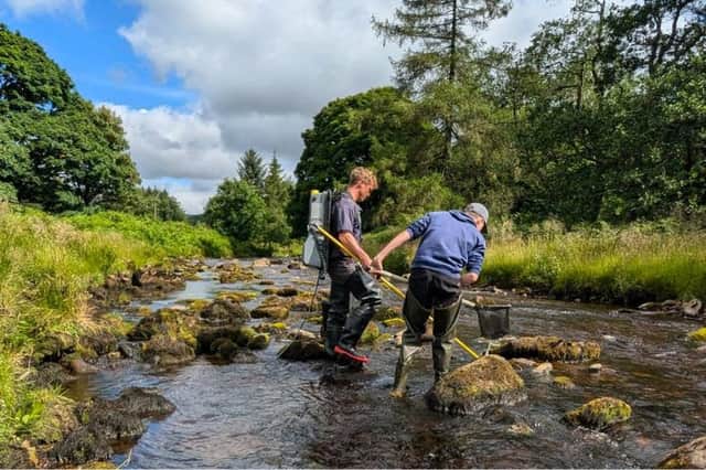 The survey has revealed Atlantic salmon are making a comeback in the Ribble.