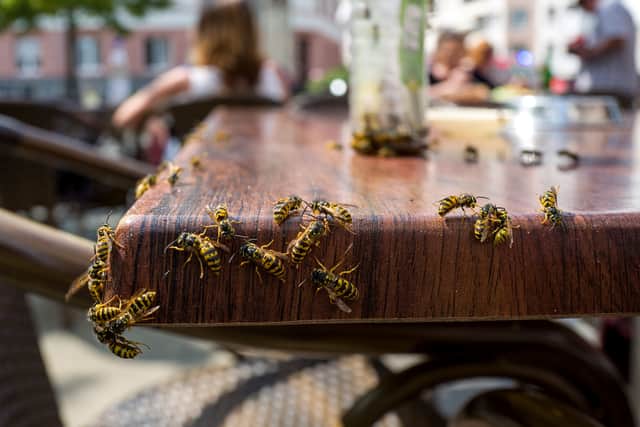 British Pest Control Association (BPCA) warning that wasps feeding on fermented fruit can become inebriated, more aggressive and more likely to sting